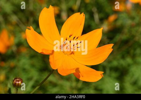 Primo piano di un fiore Sulphur Cosmos. Foto Stock