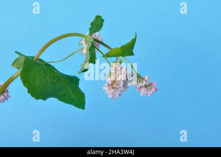 grano saraceno in fiore su sfondo blu Foto Stock