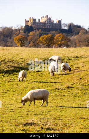 Pecore pascolo sulle pendici sotto il Castello di Belvoir, sede del Duca di Rutland. Leicestershire, Inghilterra Foto Stock