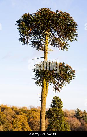 Albero di puzzle scimmia, Araucaria Araucana, pino cileno, conifere sempreverdi. Crescere in un campo in Inghilterra Foto Stock