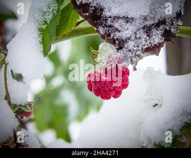 Il ramo di un cespuglio con lamponi rossi maturi è coperto dalla prima neve soffice Foto Stock