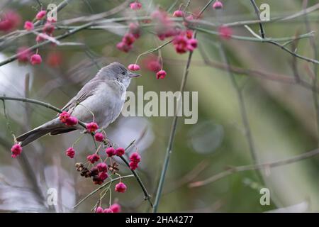 Barred Warbler (Sylvia nisoria) con mandrino (Euonymus europaeus) bacche Wiveton Norfolk GB UK Dicembre 2021 Foto Stock