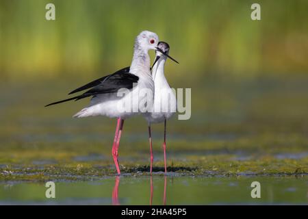 Slilt ad alare nera (Himantopus himantopus), coppia che si esibisce in una palude, Campania, Italia Foto Stock