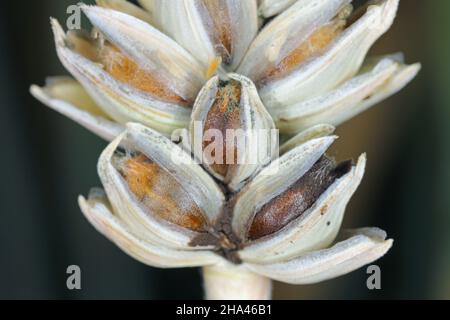 Il coniglietto comune, o puzzolente puzzolente e puzzolente coperto, è una malattia dei grani primaverili e invernali causata da Tilletia tritici e laevis. Foto Stock