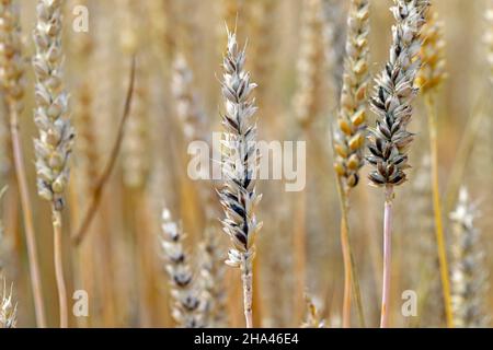 Il coniglietto comune, o puzzolente puzzolente e puzzolente coperto, è una malattia dei grani primaverili e invernali causata da Tilletia tritici e laevis. Foto Stock