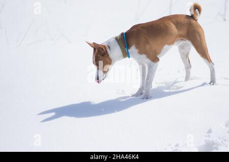 Cane Basenji maturo in piedi su una neve fresca per la prima volta nella sua vita e leccarsi Foto Stock