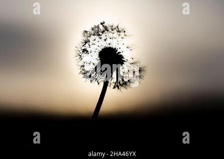 Un dente di leone in silhouette di fronte al sole nascente Foto Stock