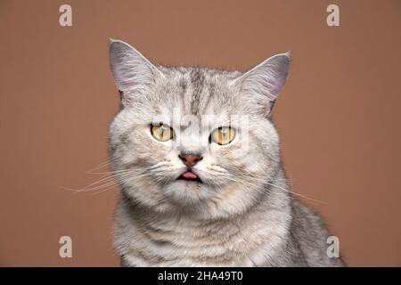 carino morbido argento atbby britannico shorthair gatto blep ritratto che sporge lingua su sfondo marrone Foto Stock