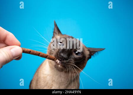 punto di tenuta per l'allattamento al gatto siamese bastone su sfondo blu con spazio per la copia Foto Stock