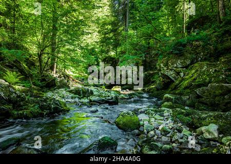 wolfensteiner ohe nel buchberger leite nella foresta bavarese Foto Stock