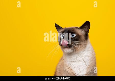 gatto siamese con occhi blu affamato che leccano le labbra guardando lateralmente su sfondo giallo con spazio copia Foto Stock