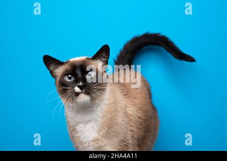 divertente gatto siamese con occhi blu che guarda arrabbiato su sfondo blu con spazio copia Foto Stock