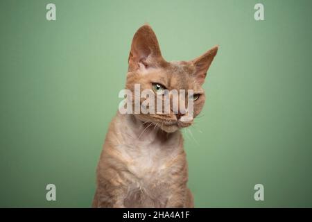 gatto di devon rex lilla con occhi verdi che guardano la fotocamera sospettosa su sfondo verde menta con spazio di copia Foto Stock