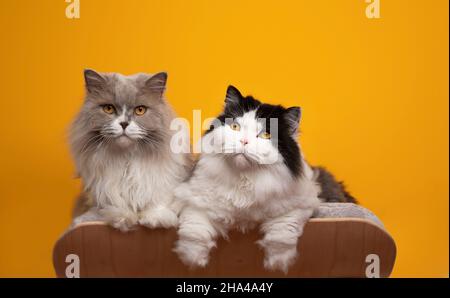 due diversi gatti longhair inglesi di colore fianco a fianco sul letto di animali domestici di fronte a sfondo giallo con spazio copia Foto Stock