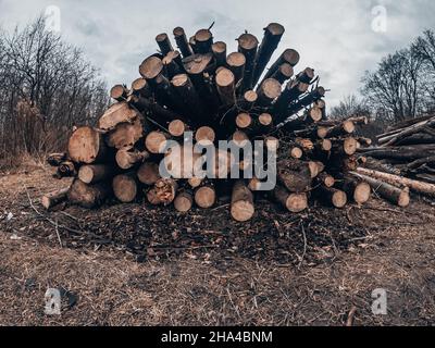 Tronchi di albero tagliati sono impilati in grande palo. Foresta invernale con cielo nuvoloso sullo sfondo. Foto Stock