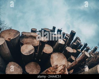 Sezioni di trunk ad albero ravvicinate. Banner o panorama di registrazione in Woods.Cold cielo invernale Foto Stock