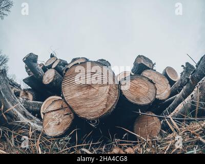 Sezioni di trunk ad albero ravvicinate. Banner o panorama di registrazione in Woods.Cold cielo invernale Foto Stock