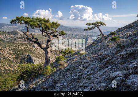 pini di montagna sul pendio del monte sokol falcon nella repubblica di crimea. indietro mare. Foto Stock