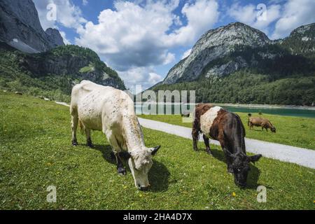 campi verdi alpini e mucche nei prati vicino al lago di gosau in estate giorno di sole. regione salzkammergut, valle di gosau in alta austria, alpi. europa. Foto Stock