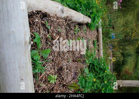 piante di barbabietola nel letto del giardino Foto Stock