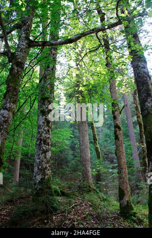 foresta mista in autunno,walchensee,obernach,alta baviera,baviera,germania,europa Foto Stock