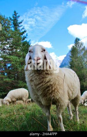 gregge di pecore di fronte alle montagne del karwendel, germania, baviera, werdenfels, mittenwald Foto Stock