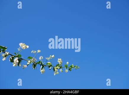 Pianta di bougainvillea bianca e cielo blu Foto Stock