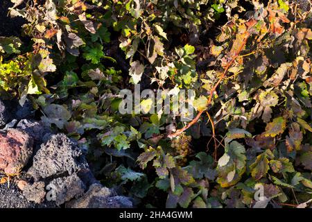 viticoltura,metodo di costruzione a secco,paesaggio vulcanico vicino la geria,lanzarote,isole canarie,spagna,europa Foto Stock