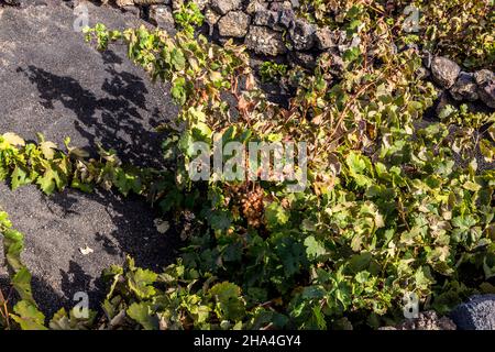 viticoltura,metodo di costruzione a secco,paesaggio vulcanico vicino la geria,lanzarote,isole canarie,spagna,europa Foto Stock