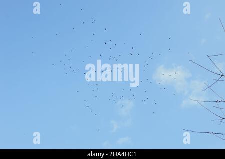 Un gregge di uccelli che si innalzano in alto nel cielo blu Foto Stock