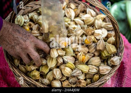 Il quechua donna mani aguaymato manipolazione di frutta, Pisac mercato domenicale, Cusco, Perù Foto Stock