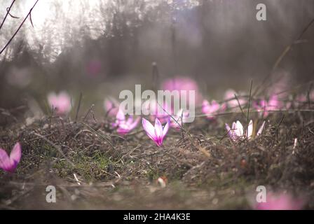 Fiori viola selvaggi contro il tramonto Foto Stock