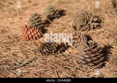 Diversi coni di pino giacciono su aghi di pino secco a terra, in estate alla luce del sole Foto Stock