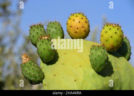 La pera di prickly verde si erge all'aperto contro un cielo blu in estate con frutta Foto Stock