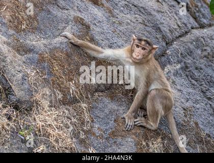 Scimmia che sale su una roccia e guarda in macchina fotografica Foto Stock