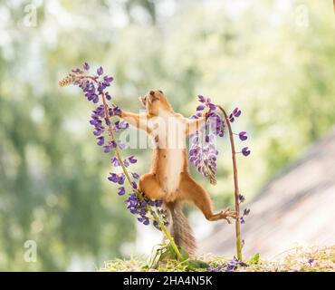 scoiattolo rosso tra fiori lupino Foto Stock
