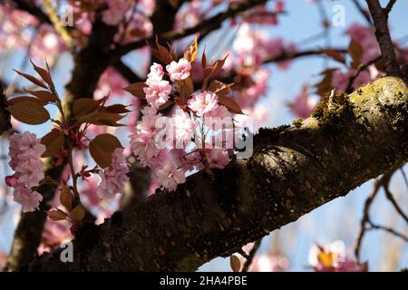 Vista dettagliata dei ciliegi in fiore, Monaco, Baviera, Germania, Europa Foto Stock