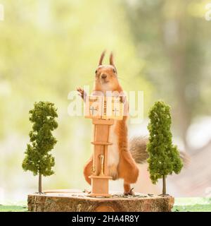 lo scoiattolo rosso sta leggendo una bibbia con una tazza nelle mani Foto Stock