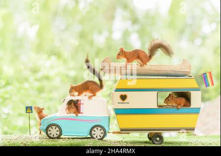 gli scoiattoli rossi sono in piedi in un'auto e in un'auto Foto Stock