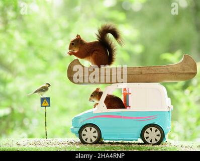 gli scoiattoli rossi sono in piedi in un'auto con una canoa Foto Stock