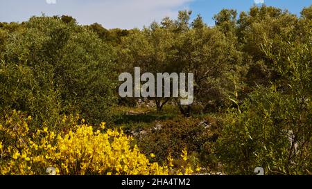 grecia,isole greche,isole ionie,lefkada o lefkas,a nord dell'isola,oliveto,fiori gialli in primo piano,olivi,sopra una piccola sezione del cielo,blu e nuvole Foto Stock