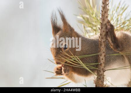 Profilo e close up di scoiattolo rosso tenendo premuto su di un ramo con la gamba in alto Foto Stock