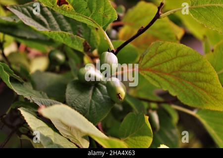 Bacche di Kiwi sulla vite con foglie Foto Stock