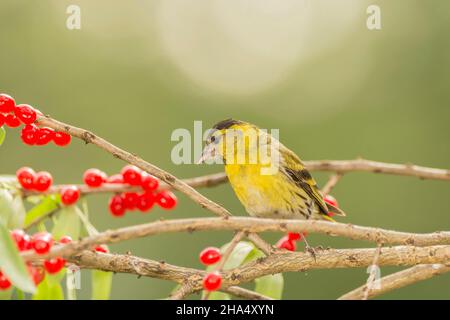 primo piano di un uccello giallo chiamato pelle di sipelle in piedi su un ramo con bacche Foto Stock