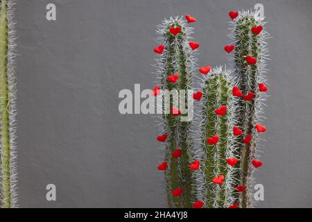 Cactus con grandi spine e piccoli cuori rossi dappertutto. Su sfondo grigio. Messa a fuoco selettiva. Foto Stock