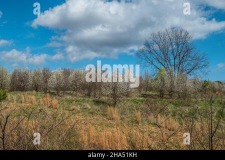 Campo aperto con alte erbe secche in primo piano e alberi bianchi fioriti che sbocciano sullo sfondo in una giornata di sole con nuvole in primavera Foto Stock