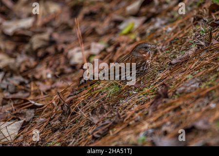 Rustico marrone e grigio volpe di colore che salendo su una collina che pica il terreno alla ricerca di insetti e semi closeup vista nella foresta in inverno Foto Stock