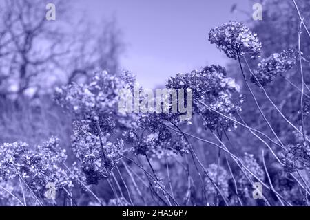 Fiori secchi in un parco cittadino all'inizio della primavera Foto Stock