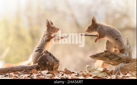 gli scoiattoli rossi stanno tenendo una bacchetta magica guardando ciascuno altro Foto Stock