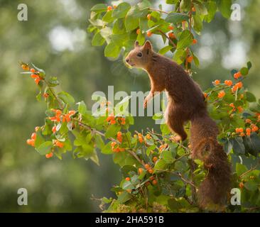 lo scoiattolo rosso è in piedi nella pianta del rosentry Foto Stock